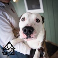 Franklin County Animal Shelter