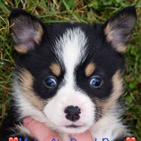 Maine Aim Ranch Dogs