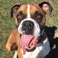 Pampered Paws Pet Resort