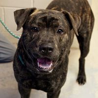 Forest County Humane Society