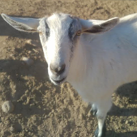 Ferdinand’s Familia Rescue Ranch