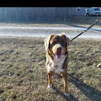 Animal Alliance Rescue