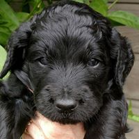 San Diego Goldendoodles & Bernedoodles