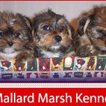 Mallard Marsh Kennels