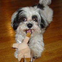 Feed, Play, Love, Pet Sitting and Home Sitting Services