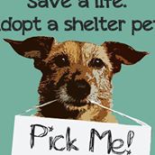 City of Fallon Animal Shelter