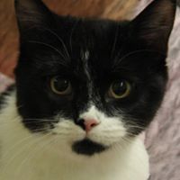 Nine Lives of Norton