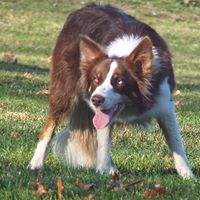 Rock N Roll Border Collies