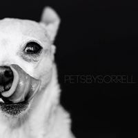 Pets by Sorrell – Pet Photography Los Angeles