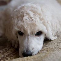 Anutta Standard Poodles