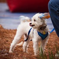 Altadena Valley Animal Clinic