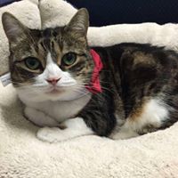 Friends of the Seekonk Animal Shelter