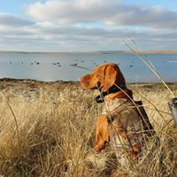 Country Breeze Vizslas