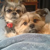 Clippers Pet Grooming