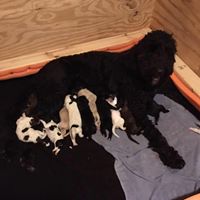 Goldendoodle Lane