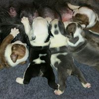 24 HOUR Whelping Service The Bully Spot Desirae