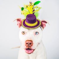 Front Street Animal Shelter – City of Sacramento