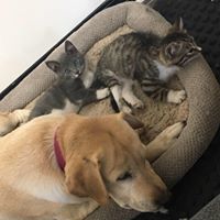 Paw Spa