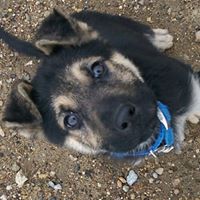 Havre Animal Shelter