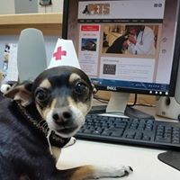 Pet Emergency & Trauma Services P.E.T.S.