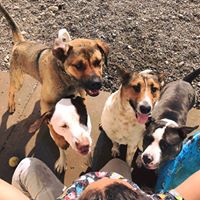 Stafford Animal Shelter