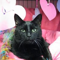 The Milford Humane Society