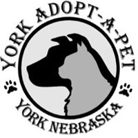 York Adopt-A-Pet