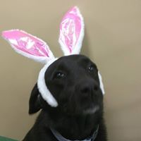 The Pampered Pet Resort