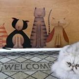 Metro Cat Clinic