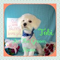 The Groom Room Dog Grooming