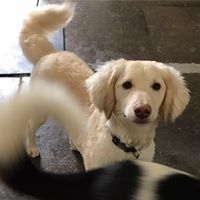 Delta Dog Camp