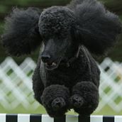 Tails-U-Win! Canine Center, LLC