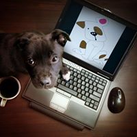 Arizona Small Dog Rescue