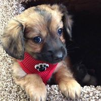 Groomingdales Pet Resort & home to BARK Alaska Rescue