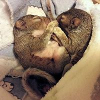 WildCare