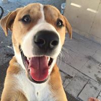 WOOF WOOF Daycare & Boarding