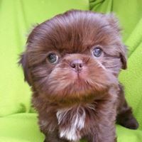 Andrea’s Superior Shih tzus of New England by Stephanie