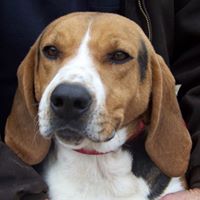 Newport Animal Shelter