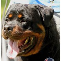 Tennessee Rottweilers