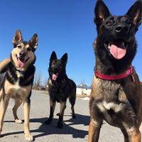 Alaska TLC Kennels