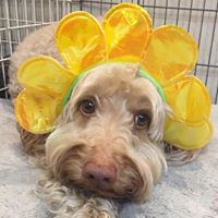 Holy Dog, Inc. Exceptional Pet Care