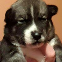 Goolsbys’ Siberians