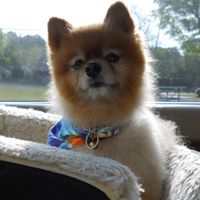 Pawz Paradise