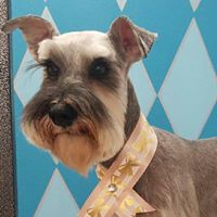 It’s a Dog’s World, Llc Fresno