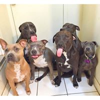 Noelani & Pups