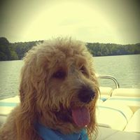 Pickwick PET Nannies