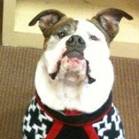 All Creatures Pet Hospital