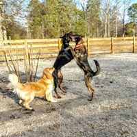 Kind K9 Dog Training