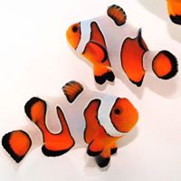 Sustainable Aquatics