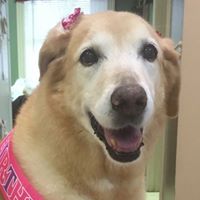 Family Pet Veterinary Hospital